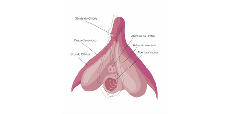 O clitoris visto de perto